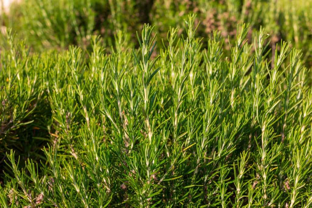 plantação de alecrim