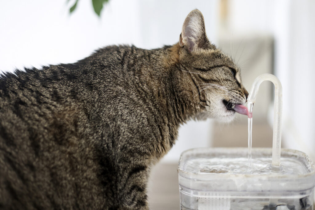 Gatos bebem pouca água por natureza, mas com algumas estratégias simples é possível aumentar a hidratação, prevenir doenças e garantir uma vida mais saudável para o seu felino